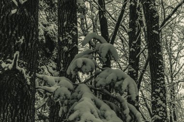 Parktaki çam ağaçları karla kaplı.