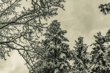 Karla kaplı çam ağacı dalları, yakın plan. Doğa.