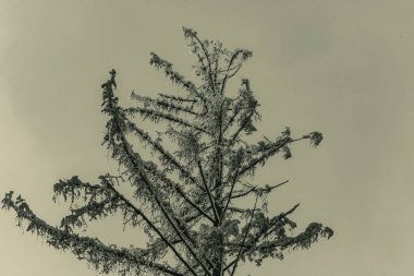 Doğal manzaranın güzel manzarası