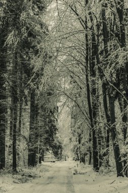 Bir orman yolunun kışın dikey çekimi.