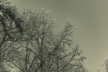 Kışın ağaç dalları, flora