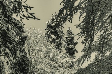 kışın kar ile köknar ağacının dalları