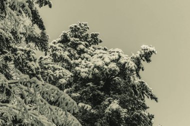 Güzel bir kış geçmişi var. Doğa sahnesi