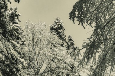 Karla kaplı köknar ağaçları ile kış manzarası