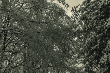 Kar ve köknar ağaçlarıyla kaplı kış manzarası