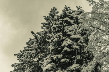 Çam ormanında çam dalı.