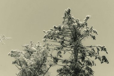Çam ağaçları ve dallar kış ormanlarında karda