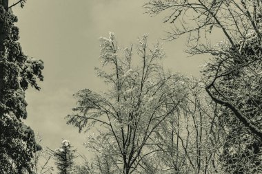 Karla kaplı ağaçlarla kaplı kış manzarası