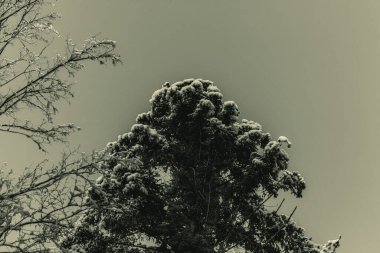 Ormandaki çam ağaçları, kış manzarasının siyah beyaz resmi.