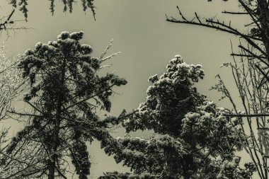 siyah - beyaz - beyaz - siyah - beyaz ladin - köknar - karlı dallar.