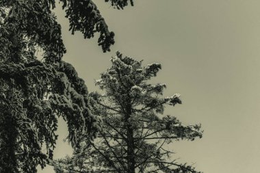 Ağaçlı ve karlı güzel bir manzara.