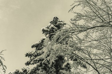 Karla kaplı ağaçlarla kaplı kış manzarası