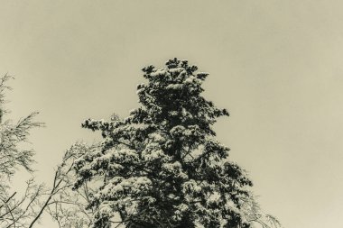 Ağaçlı kış manzarası