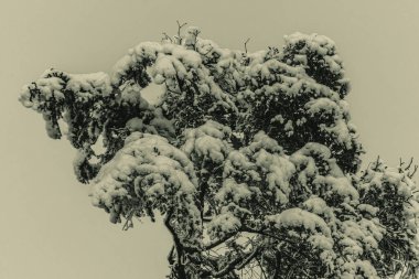 Güzel karlı kış manzarası