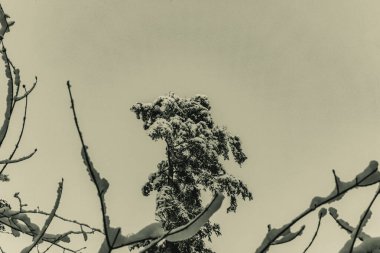 Dağlardaki güzel kış manzarası