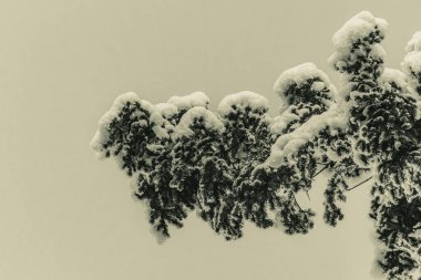 çam dalı ormanla kaplı.