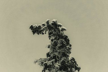 Ormandaki ağaç, Flora