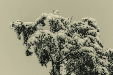 Landscapes, Forest, Carpathians, Photos of nature -Black and white photos, monochrome photos - Europe, Eastern Europe