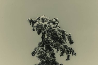 Ormanın güzel manzarası