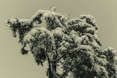 Karla kaplı ağaçlarla kaplı kış manzarası