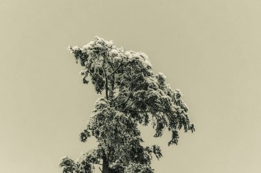 Kardaki ağaç, kış manzarası.
