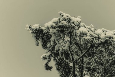 Landscapes, Forest, Carpathians, Photos of nature -Black and white photos, monochrome photos - Europe, Eastern Europe