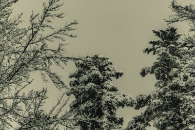 Arka planda karlı çam ağacı dalları, doğa ve orman