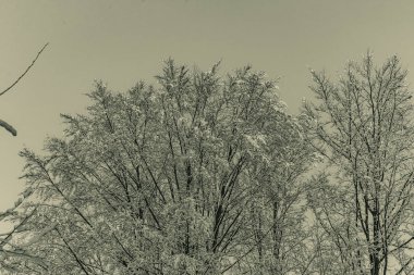 Kış ağacı dalları karla kaplı.