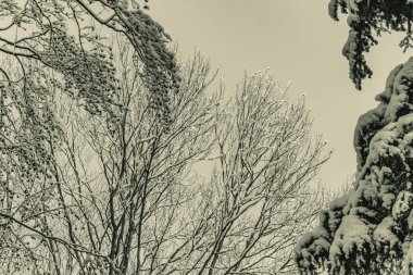 Karla kaplı ağaç dalları karla kaplı. Kış manzarası.