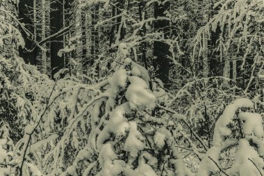 Kışın güzel bir orman.