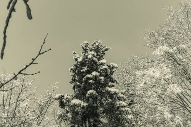 Karla kaplı ağaçlarla kaplı kış manzarası