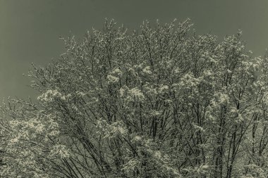 Siyah beyaz karlı ağaç dalları