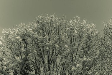 Karla kaplı ağaçlarla kaplı kış manzarası