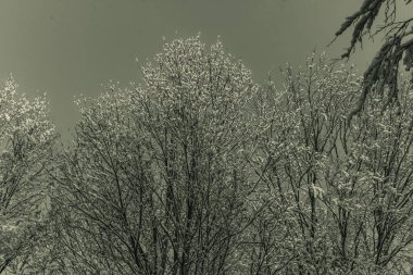 kışın donmuş ağaç dalları