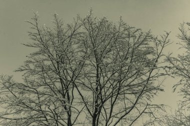 Ağaçlar ve dallar, siyah ve beyaz fotoğraf