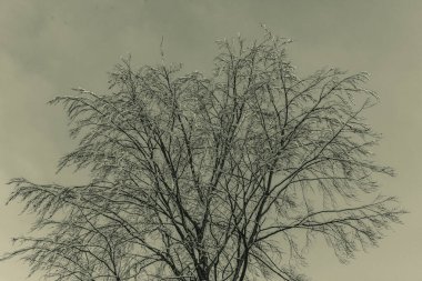 Ormandaki ağaç dalları