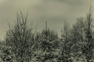 Güneşli bir havada kış ormanı manzarası