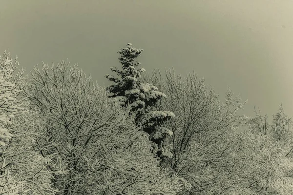 Parkın kış manzarası.