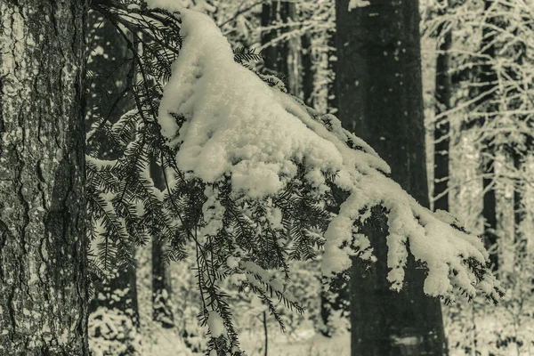 Kar ve karlı ağaç gövdesi