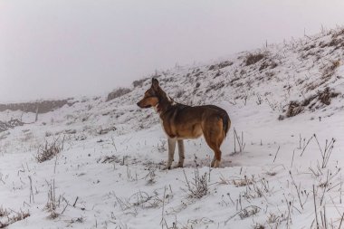 Dağlarda bir köpek