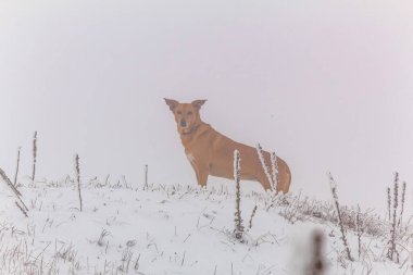 Kışın arka planında kar içindeki köpek