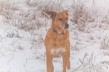 Kış tarlasında köpek