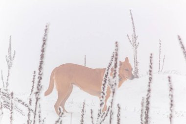 Kış ormanındaki köpek. Nova Scotia ördek çanı