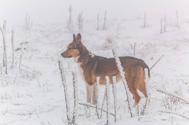 Karda sevimli kırmızı bir köpeğin portresi.