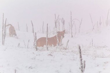 Karda bir grup genç köpek.