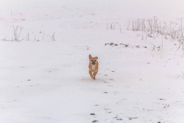 cute dog in the winter