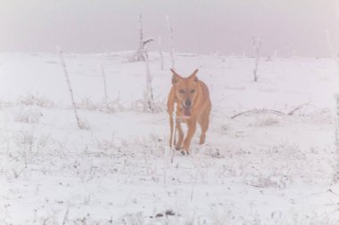 kırmızı köpek içinde belgili tanımlık kar