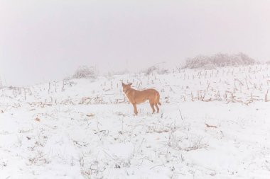 Karda güzel bir köpek