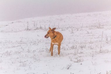 Dağlarda bir köpek
