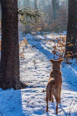 Kışın ormanda bir köpek